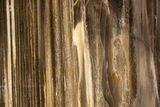 Polished, Petrified Wood (Metasequoia) Stand Up - Oregon #302959-1